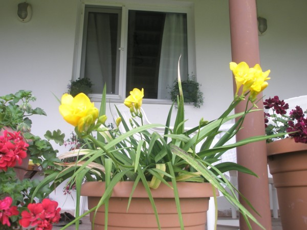 Name:  P6090959 (600 x 450).jpg
Views: 894
Size:  66.1 KB