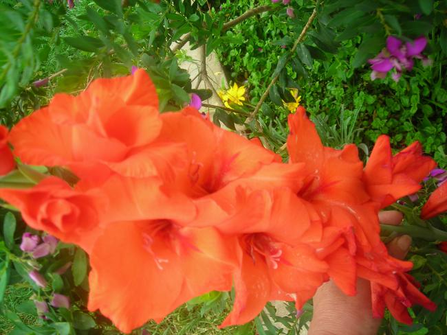 Name:  DSCN1855.jpg
Views: 901
Size:  53.3 KB