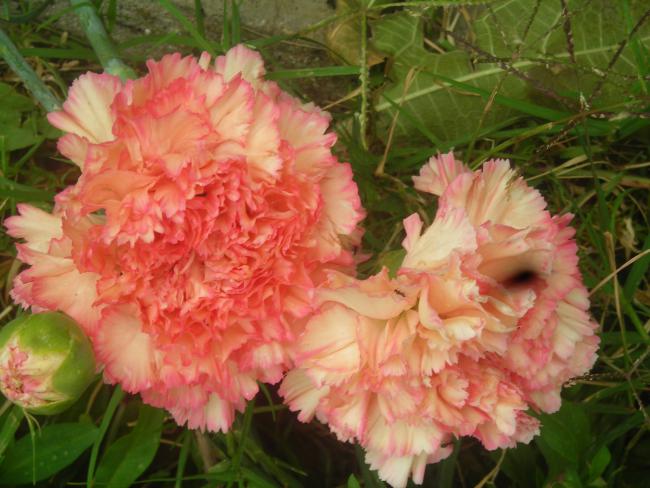 Name:  DSCN1862.jpg
Views: 901
Size:  50.5 KB