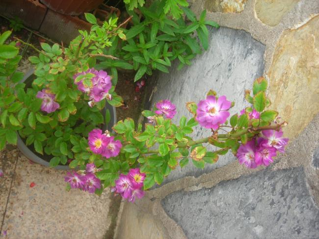 Name:  DSCN1865.jpg
Views: 920
Size:  60.2 KB