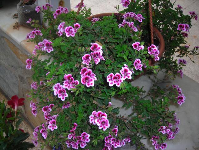 Name:  DSCN1882.jpg
Views: 890
Size:  70.3 KB