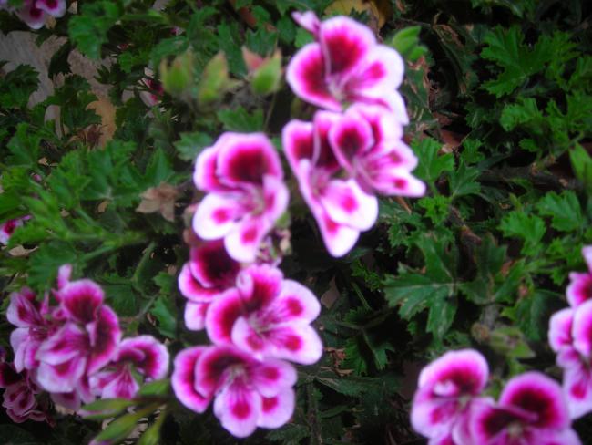 Name:  DSCN1883.jpg
Views: 871
Size:  52.2 KB
