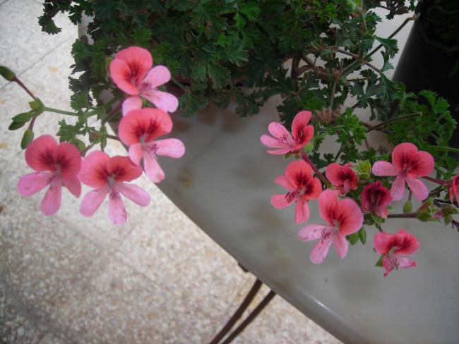 Name:  DSCN1881.jpg
Views: 1051
Size:  46.2 KB