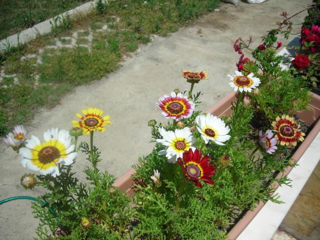 Name:  DSCN1906.jpg
Views: 1177
Size:  70.2 KB