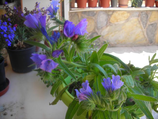 Name:  DSCN1907.jpg
Views: 918
Size:  47.5 KB