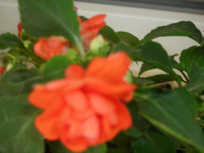 Name:  DSCN1947.jpg
Views: 898
Size:  24.4 KB