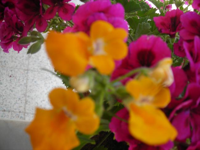 Name:  DSCN1958.jpg
Views: 839
Size:  34.3 KB