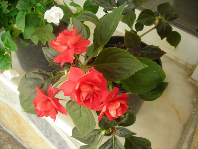 Name:  DSCN1950.jpg
Views: 878
Size:  46.5 KB