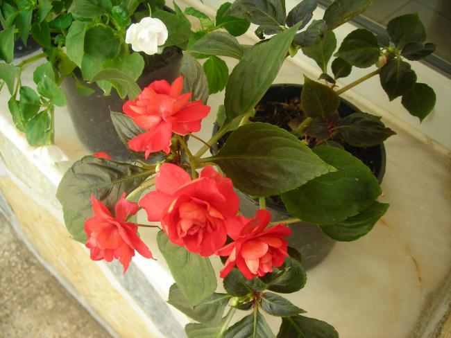 Name:  DSCN1951.jpg
Views: 915
Size:  48.1 KB