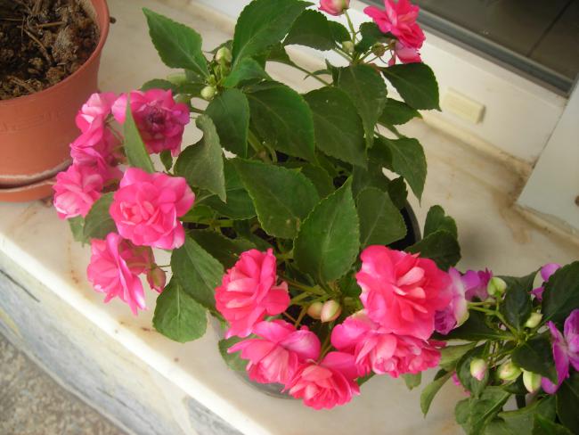 Name:  DSCN1952.jpg
Views: 871
Size:  47.9 KB
