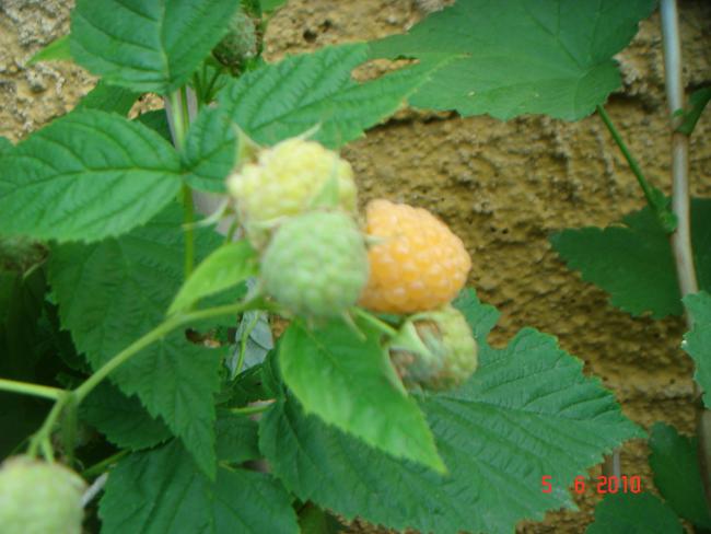 Name:  DSC00263.jpg
Views: 784
Size:  40.7 KB