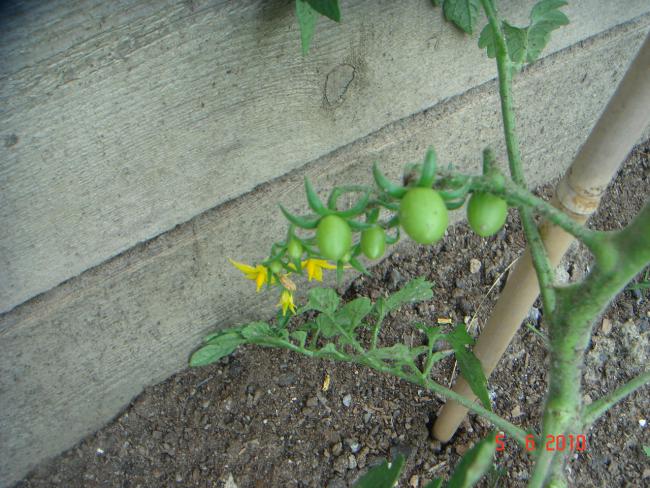 Name:  DSC00245.jpg
Views: 833
Size:  65.4 KB