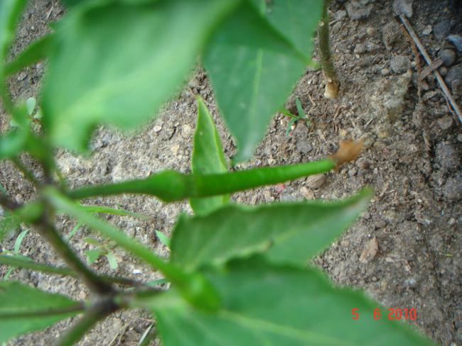 Name:  DSC00259.jpg
Views: 823
Size:  53.1 KB
