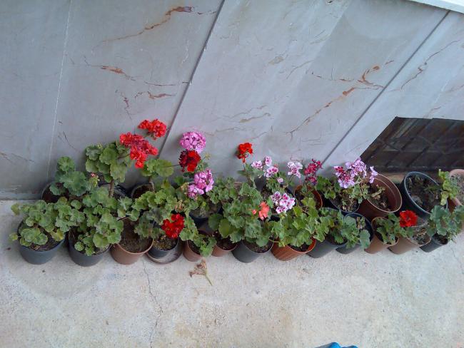 Name:  Grnt378.jpg
Views: 819
Size:  50.5 KB