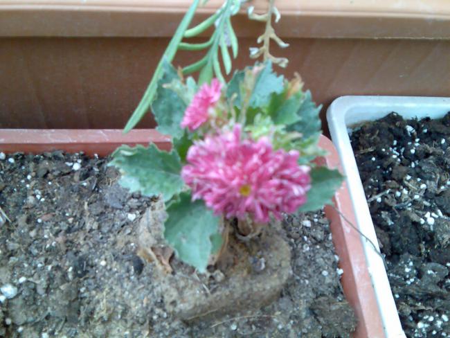Name:  Grnt384.jpg
Views: 838
Size:  53.8 KB