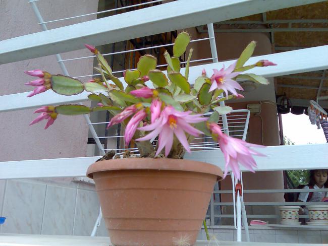 Name:  Grnt385.jpg
Views: 824
Size:  48.9 KB