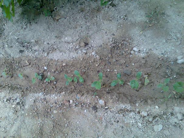 Name:  Grnt388.jpg
Views: 817
Size:  70.1 KB
