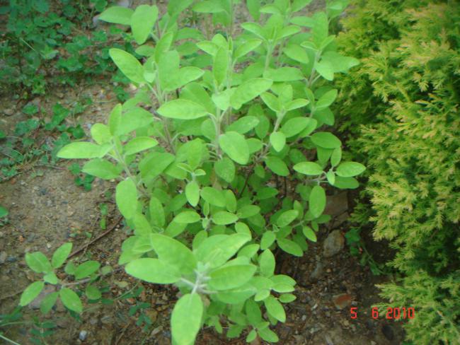 Name:  DSC00142.jpg
Views: 631
Size:  61.3 KB