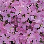 Name:  Campanula.jpg
Views: 774
Size:  6.9 KB