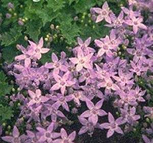 Name:  campanula garganicamajor.jpg
Views: 719
Size:  20.1 KB