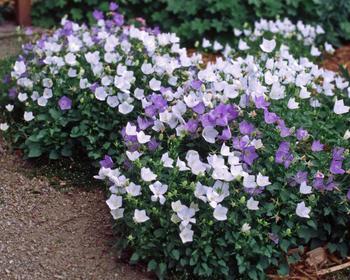 Name:  CAMPANULA_Carpatica_White_Clips.jpg
Views: 2484
Size:  30.1 KB