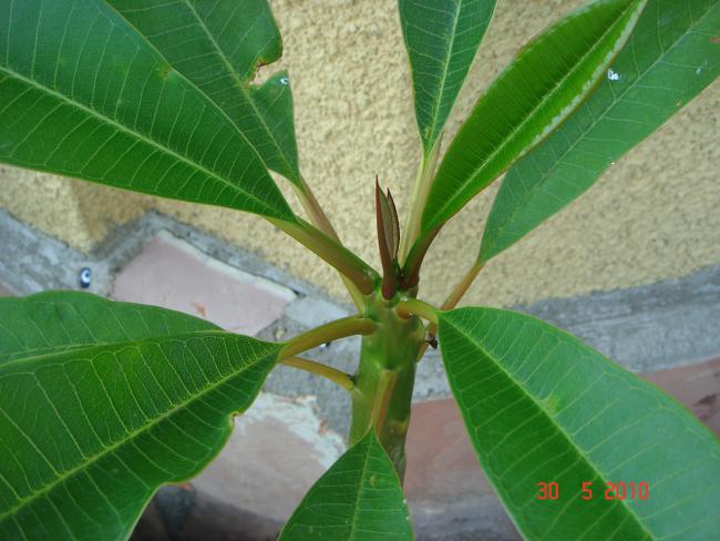 Name:  DSC00386.jpg
Views: 658
Size:  47.3 KB