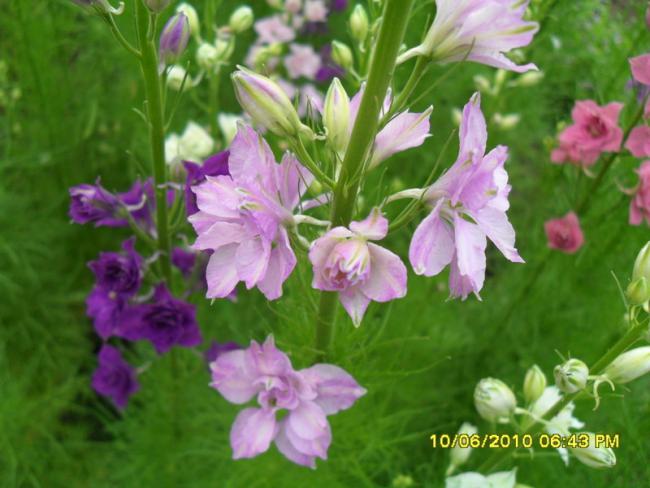 Name:  Resim 1043.jpg
Views: 894
Size:  44.9 KB
