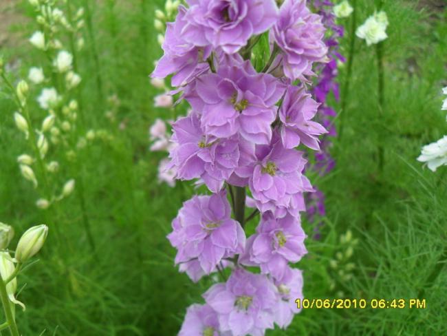 Name:  Resim 1039.jpg
Views: 848
Size:  45.6 KB