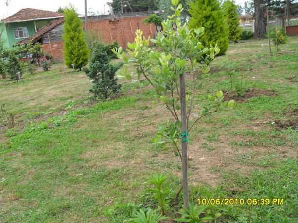 Name:  Resim 1033.jpg
Views: 856
Size:  70.9 KB