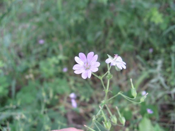 Name:  ak eflatun  bitki.JPG
Views: 2336
Size:  34.7 KB