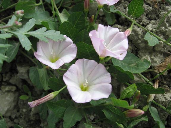 Name:  Sabah s benzeten bitki.JPG
Views: 2174
Size:  50.5 KB