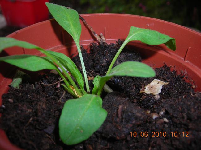 Name:  Aster cinsi mi.jpg
Views: 679
Size:  45.3 KB