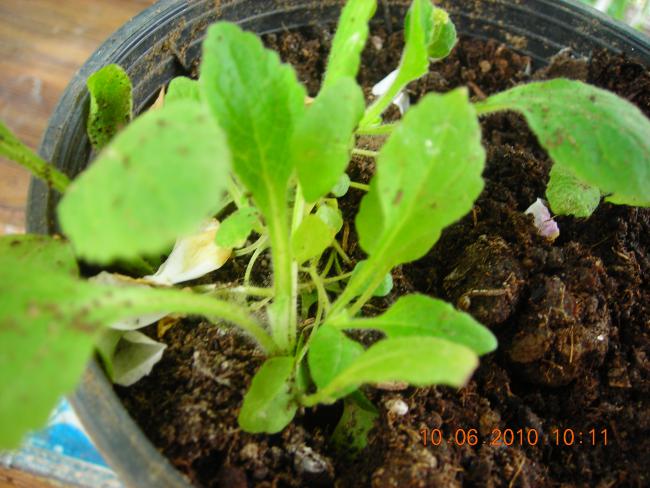 Name:  Digitalis purpurea.jpg
Views: 692
Size:  53.4 KB