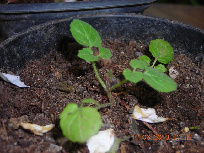 Name:  Eccremecarpus scaber.jpg
Views: 686
Size:  61.2 KB
