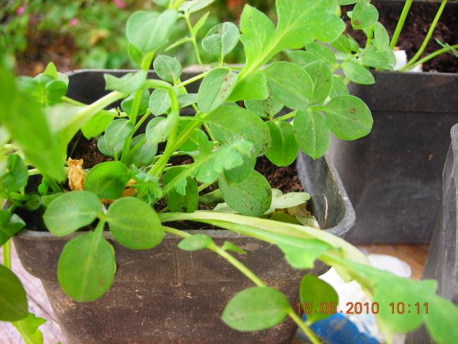 Name:  Polemonium Caeruleum.jpg
Views: 669
Size:  55.5 KB
