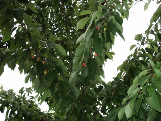 Name:  DSC00360_650x488.jpg
Views: 734
Size:  59.5 KB