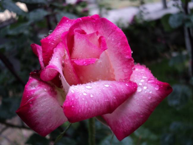 Name:  DSC00340_650x488.JPG
Views: 728
Size:  50.8 KB