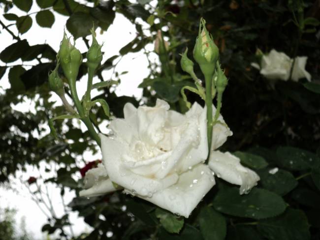 Name:  DSC00343_650x488.JPG
Views: 714
Size:  59.5 KB