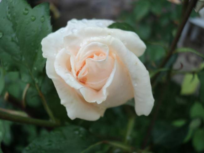 Name:  DSC00345_650x488.JPG
Views: 724
Size:  40.5 KB