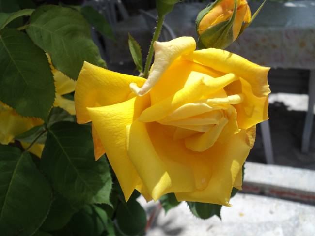 Name:  DSC00375_650x488.JPG
Views: 716
Size:  49.0 KB