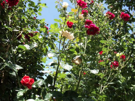 Name:  DSC00380_650x488.jpg
Views: 725
Size:  74.3 KB