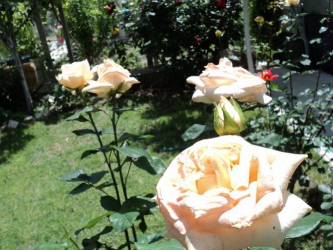 Name:  DSC00382_650x488.jpg
Views: 694
Size:  58.4 KB