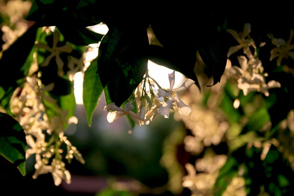 Name:  IMG_7014.JPG
Views: 1080
Size:  58.1 KB