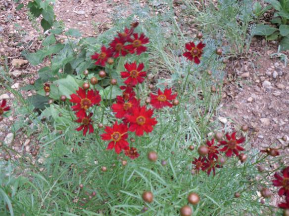 Name:  Coreopsis 'Mahagony Midget'.jpg
Views: 706
Size:  64.6 KB