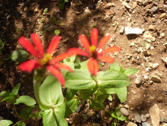 Name:  Peru kirli kadn.jpg
Views: 709
Size:  69.0 KB