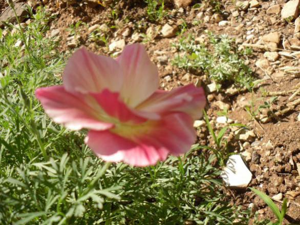 Name:  Kaliforniya gelincigi, 'Elma cicegi'.jpg
Views: 719
Size:  67.3 KB