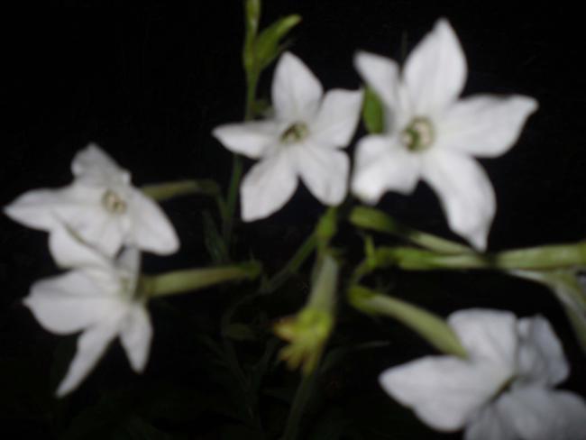 Name:  SDC10770 copy.jpg
Views: 688
Size:  20.7 KB