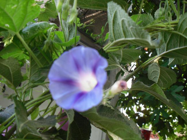 Name:  SDC10776 copy.jpg
Views: 680
Size:  51.0 KB