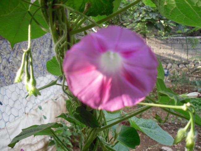Name:  SDC10777 copy.jpg
Views: 680
Size:  47.9 KB