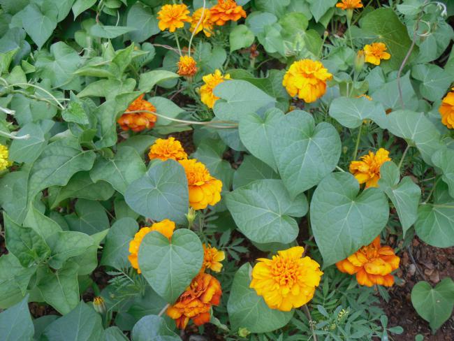 Name:  SDC10778 copy.jpg
Views: 664
Size:  62.2 KB